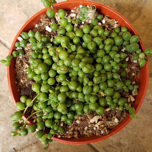 Target Other - 6" pot string of Pearl